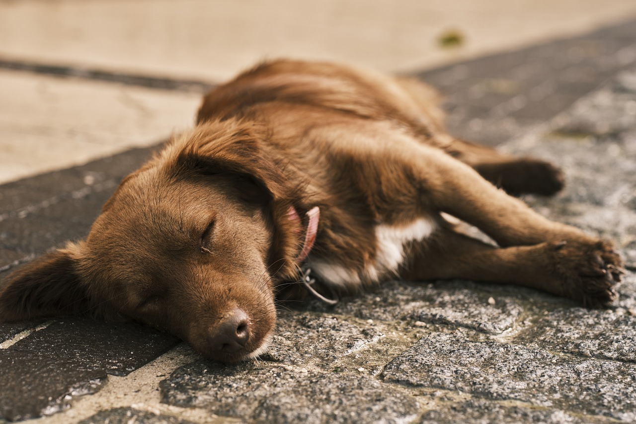 Schlafbedürfniss vom Hund