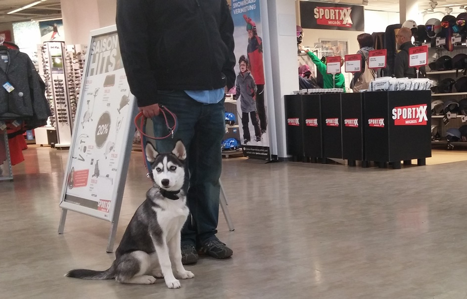 Hundetraining im Alltag