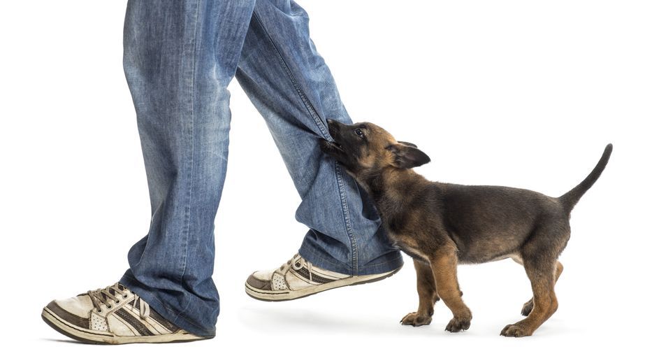 Vermenschlichung beim Hund führt zu Problemen