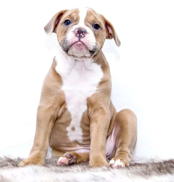 Welpenerziehung und Welpenschule