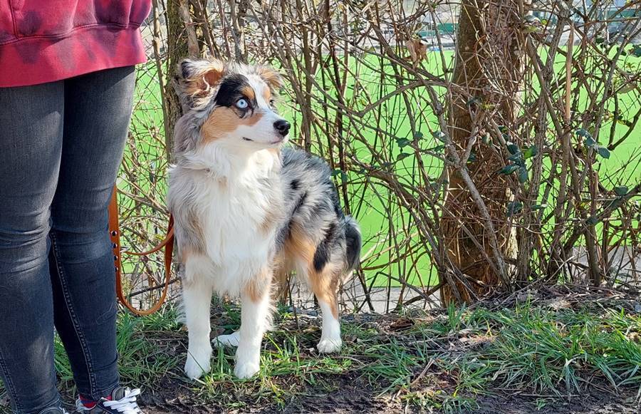 Entspannter Spaziergang mit Hund Region Liechtenstein