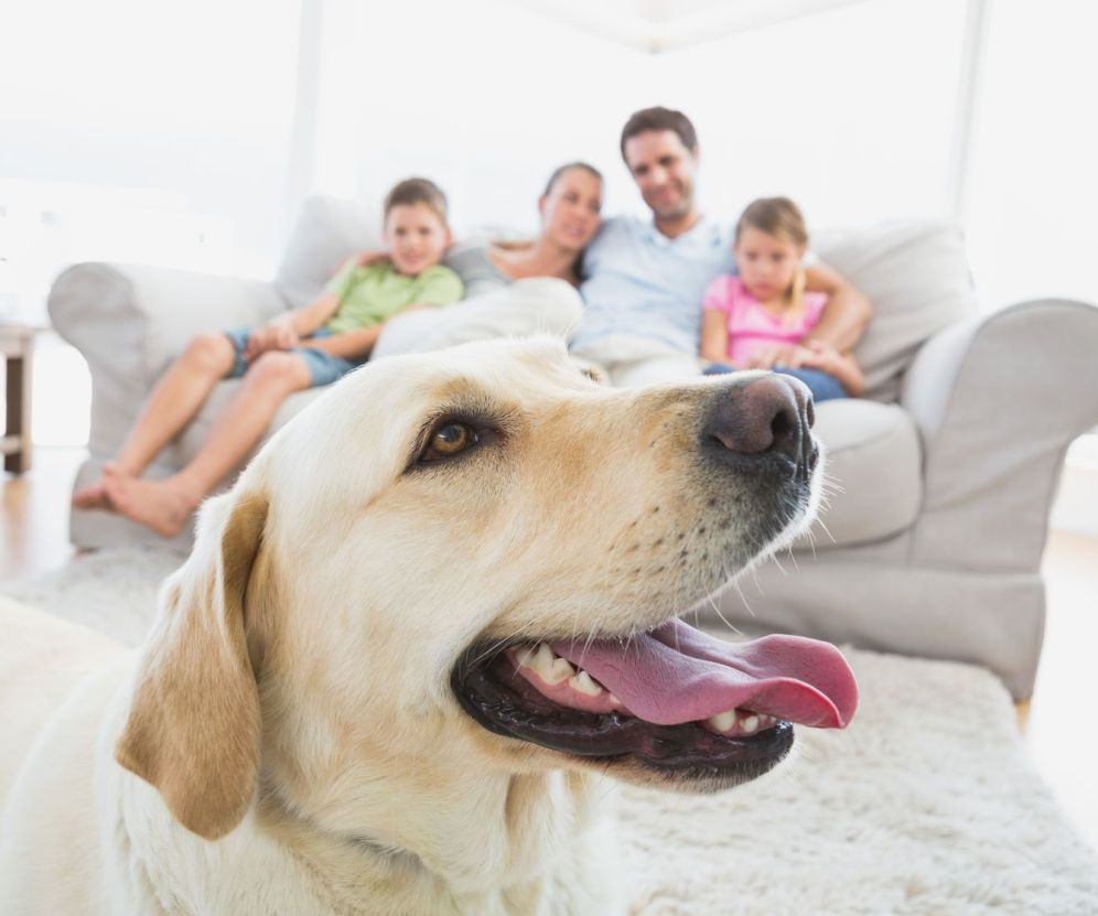 Kostenloser Beratungsservice zum 1x1 Hundetraining