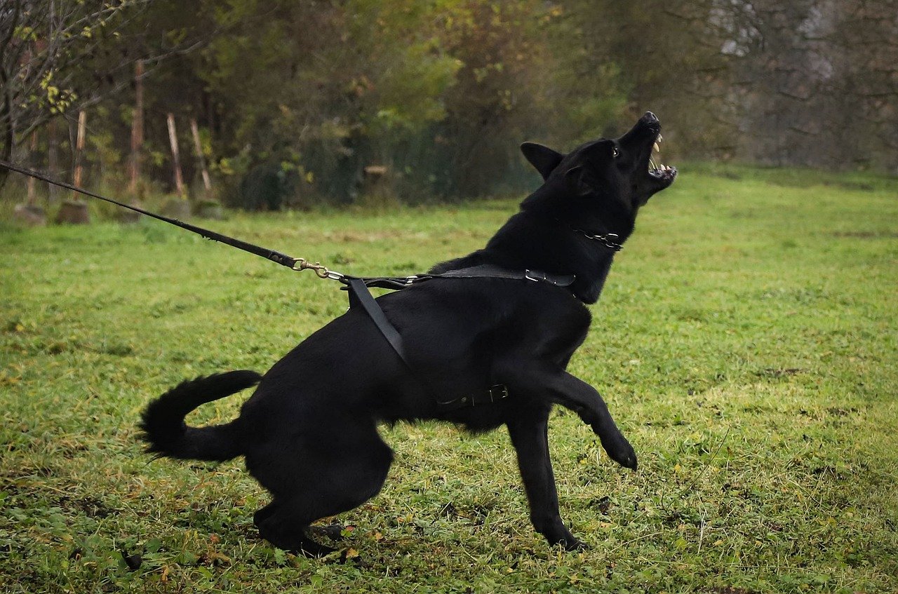 Ein Maulkorb beim Hund ist sinnvoll
