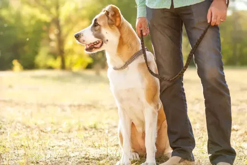1x1 Training für Mensch und Hund, Training ohne Leckerlis