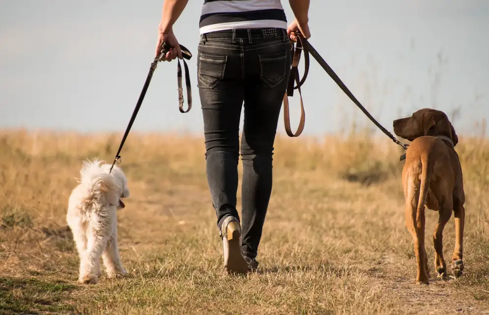 Hundetraining zum Rudelführer Rheintal SG - Liechtenstein