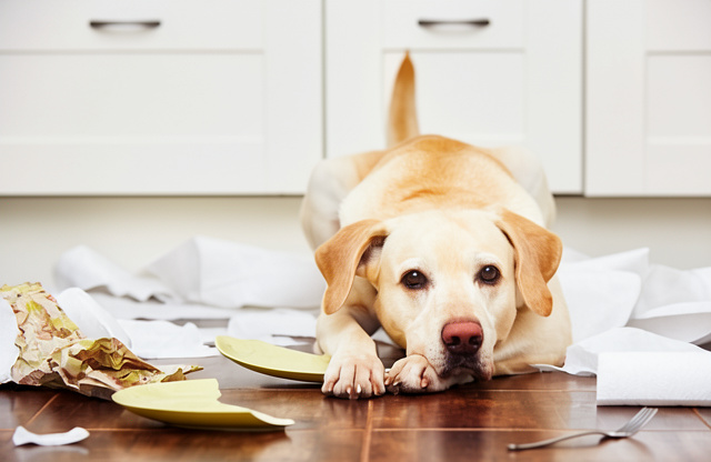 Zerstörungswut / Hund kann nicht alleine bleiben