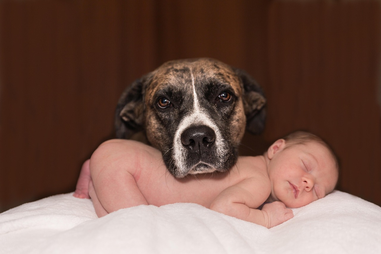 Harmonisches Miteinander mit Hund und Baby 