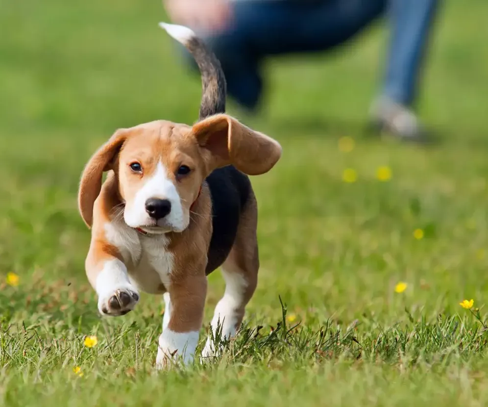 Kurse für Welpen und Junghunde