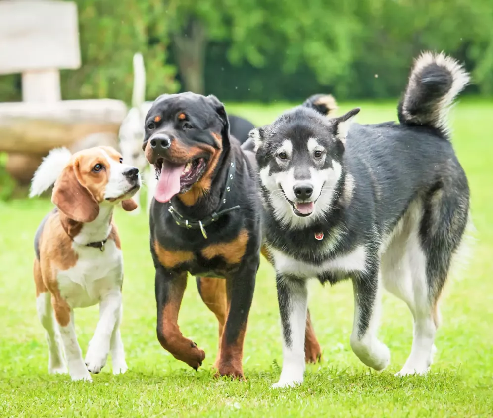 Die Hundesprache verstehen lernen: 1x1 Hundetraining