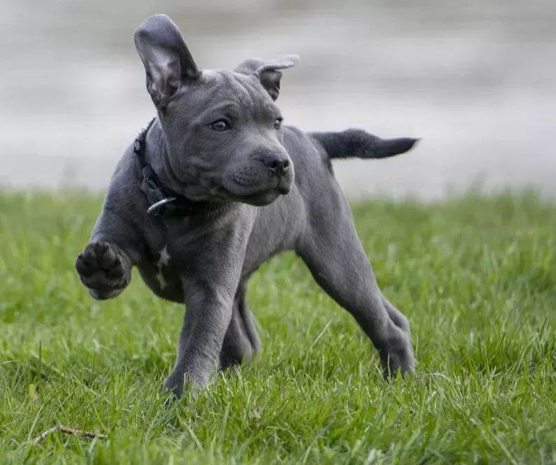 Junghundeschule und Sozialisierung