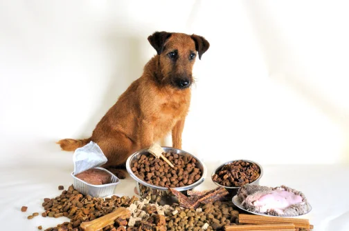 1x1-Hundetraining: Ernährungsberatung für Hunde: Gesundes Futter